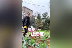 苋菜播种过程？苋菜怎么播种？出苗快？#每天分享蔬菜种植技巧 #关注我一起学种菜 #学种菜 #我爱种菜 #阳台种菜