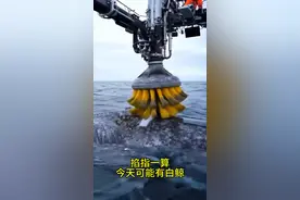 终于见到清理鲸鱼藤壶啦 国际海员的一天 除了工作就是看大海 看鲸鱼 #神奇动物在抖音 #鲸鱼 #藤壶 #记录真实生活 #海员生活 @DOU+小助手视频封面