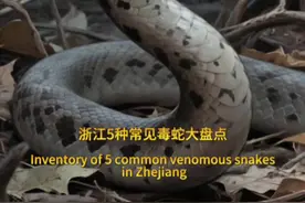 浙江五种常见毒蛇大盘点 浙江五种常见毒蛇大盘点！▪ 短尾蝮（土公蛇）：到处都是！咬人最多的毒蛇，平原山区都有它！ ▪ 舟山眼镜蛇（饭铲头）：脖子能扁成铲子！浙南山区多见，别惹它！ ▪ 银环蛇：黑白花纹毒王！躲在水边农田，被咬可能喘不上气！ ▪ 竹叶青蛇：绿身子红尾巴！藏在灌木丛里，咬了血止不住！ ▪ 尖吻蝮（五步蛇）：山区毒老大！被咬会烂肉出血，看见赶紧跑！ ❗ 记住：遇蛇别凑近！被咬立刻去医院，说清楚蛇长啥样！#舟山眼镜蛇 #短尾蝮 #竹叶青蛇 #万物皆可种草搜视频封面