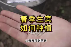 春季生菜如何种植#传播农业小知识 #种植小技巧 #分享植保小知识