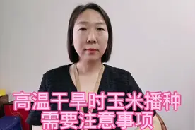 高温干旱时玉米播种需要注意事项！#玉米种植 #服务三农支持三农视频封面