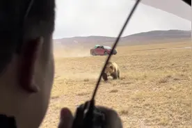 狂野羌塘……藏马熊🐻#羌塘#藏马熊#无人区#野生动物#越野