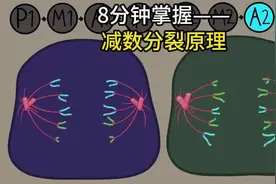8分钟掌握减数分裂原理 #生命科学 #生物学 #细胞 #科普 #生物
