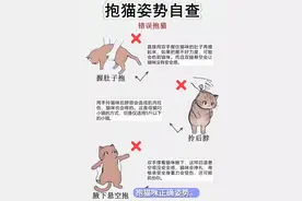 抱猫咪正确姿势。 你以为的“亲昵抱猫”，可能是猫咪的“痛苦源泉”！这3种错误抱法，别再用了。 ❌ 握肚子抱：双手握肚提起，力度难控制，容易伤内脏！ ❌ 拎后脖抱：只适合5斤以下幼猫，成猫这样拎会肌肉拉伤，疼到炸毛！ ❌ 腋下悬空抱：后腿悬空+脊椎受力，猫咪挣扎抓伤你，还可能伤到脊椎！ 这3种正确姿势，秒变“贴贴达人”。 ✅ 托臀护胸抱：一手托臀、一手护胸，托住胸口和屁屁，猫咪安全感拉满。 ✅ 趴肩抱：托住猫咪臀部，让它趴你肩上！ ✅ 公主抱：需要猫咪足够信任！。  你家猫最喜欢哪种抱法？评论区晒一晒。#猫#猫咪#抱猫咪 #抱猫咪的正确姿势