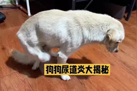 狗狗尿道炎大揭秘，病因与症状全解析。铲屎官必看新手养狗必看视频封面