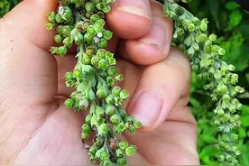 老一辈的村民常常用黄荆子填充枕头，你认识黄荆子吗？#植物科普 #三农 #我的乡村生活