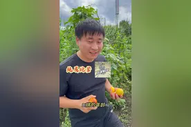 60多岁的父亲，为了儿子创业也是豁出去了！#农村生活视频封面