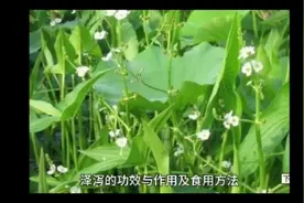 泽泻：如何正确使用，功效与作用全解析！