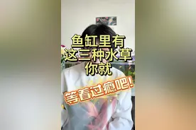 新手养鱼水草推荐#新手养鱼 #新手水草缸 #养生