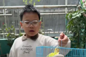 鹦鹉的饶身飞技能就这样训练 #鹦鹉鹦鹉萌萌哒逗鹦鹉 #鹦鹉小白 #鹦鹉🦜 #养鸟经验分享 #养鹦鹉日记