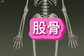 股骨 人体最长最结实的骨 #知识分享 #解剖