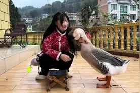 其实鹅是能听懂人说话的，大鹅的智商相当于小孩3-5岁左右