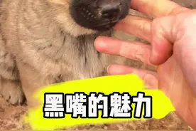 黄狗黑嘴巴的狗好不好 性格好的狗最好相处#中华田园犬 #农村土狗 #小狗崽 #五黑犬