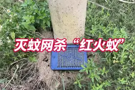 “红火蚁”危害农田，小伙用灭蚊网杀蚂蚁，最后一招更狠蚂蚁全灭
