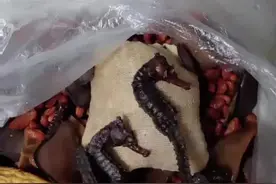 网友泡了几年的药酒，发现海马竟然是塑料做了。#这是真正的硬菜 #惊不惊喜意不意外