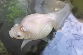 炸鳞，竖鳞，立鳞，我是这么处理炸鳞的#观赏鱼 #水族 #金鱼