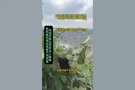 免费分享野外巅峰收蜂技术，让小蜜蜂会带着蜂王乖乖飞到你的身边 #野外巅峰收蜂法 #躺着收蜂#户外#户外诱蜂#蜜蜂视频封面