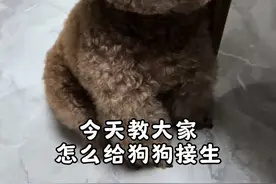 今天教大家怎么给狗狗接生。#狗狗生产 #狗狗接生 #狗狗接生教程 #生狗狗过程 #狗宝宝视频封面