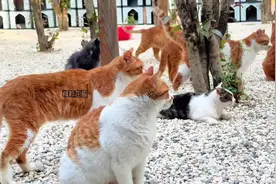 #糗糗庄园 #流浪猫救助 #南京流浪猫桃花源 #领养代替购买