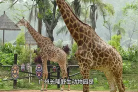 广州长隆野生动物园是亚洲最大的野生动物园之一。