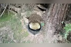 割蜜后子脾处理方法#农村养蜂人 #诱蜂 #纯天然野生蜂蜜