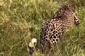 猎豹偷袭鬣狗，这动作不愧是捕猎第一高手。 #现场实拍 #野生动物零距离 #动物的迷惑行为 #神奇动物在抖音 #内容启发搜索视频封面