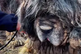 这是我们救助站十年以上的老藏獒了，当时从屠宰场救下来的。 给他剃毛是个大工程，人少真的不行。 所以，今天我们集齐七人之力才敢来选择服务他。 剃成这种“狗啃头”是我们救助站多年摸索得出的经验。 除了难看，有多种好处，比如一定程度的防蚊子叮咬，防嗮上，也防咬成重伤。 因为之前有剃的太干净的，回去就不是认识了，直接干起来，很容易受重伤。 遗憾的是，我们来晚了….. 他受了常人无法忍受的罪，身上的皮肤被厚毛捂的多处溃烂….. 我们已经为他全部上了药。 #万物皆有灵性 #人与动物和谐共处 #狗狗 #神奇动物在抖音 #动物救助视频封面