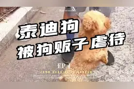泰迪狗被狗贩子虐待#萌宠日常记录 #泰迪🐻视频封面