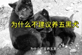 为什么不建议养五黑犬？#五黑犬 #创作灵感 #万物可爱计划视频封面