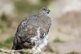 我们正处在中华盛世时期—科技发达、人民安居乐业、国富民强