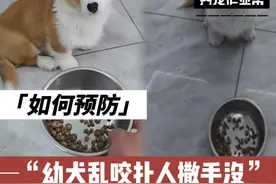 沉浸式|教狗狗吃饭等待 #新手养狗 #柯基 #养宠作业帮 #狗狗吃饭口令