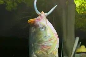 湖南十大经典名菜，也被称为“湘菜之王”#剁椒鱼头#抖音美食推荐官 #湖南人有自己的下饭菜视频封面