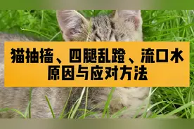猫咪突然出现抽搐，四腿乱蹬流口水的情况，原因与应对方法大讲解