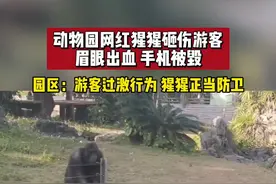 动物园网红猩猩砸伤游客，眉眼出血！手机被毁！#迷惑行为大赏 #丢那猩视频封面