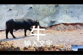 牛的故事视频封面