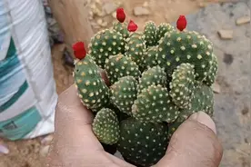 这个仙人掌品种，这样换盆生根快长得更快，容易开花#仙人掌开花视频封面