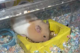 终于知道仓鼠为什么叫仓鼠了 原来这这么能塞！#仓鼠宝宝的日常 #养鼠日常分享 #仓鼠🐹 #它真的好像个小宝宝 #内容启发搜索视频封面