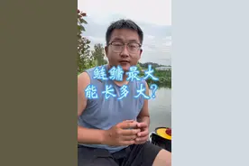 最大的鲢鳙有多大？ 你们钓过多大的鲢鳙呢？#钓鱼 #鲢鳙视频封面