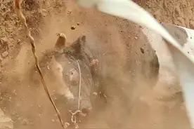 黄牛推土现场，场面颇为壮观#神奇动物在抖音 #这才是真正的牛了个牛 #牛气冲天 #动物的迷惑行为视频封面