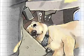 警犬上班睡觉被同事叫醒一脸懵 我真没睡，谁睡谁是狗##狗狗 #警犬 #搞笑 #治愈系 #狗狗的心思都写在脸上视频封面