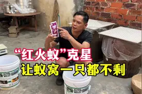 快速消灭红火蚁，仅需要一小包药剂，喷、撒、淋都能用#农村生活