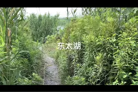 苏州正式进入梅雨季节！鱼却越来越难钓了视频封面