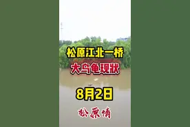 松原一桥水位上涨中，乌龟几乎被淹没了 #防汛 #洪水 #松花江视频封面