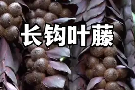 东南亚热带雨林中一种非常怪异的植物，浑身布满尖刺非常的不好惹。#植物科普 #热带水果 #长钩叶藤#棕榈树 #棕榈芯视频封面