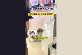 女子在商场偶遇等待主人的小狗，一动不动的坐着十分乖巧。 #狗狗的心思都写在脸上了视频封面
