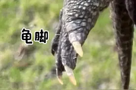 龟龟身体部位详解🤣🤣 #龟龟🐢 #养龟日常 #佛鳄 #鳄龟 #养龟人视频封面