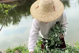 蚕豆记得打头哦， #蚕豆 #种蚕豆 #蚕豆种植管理 #蚕豆种植方法视频封面