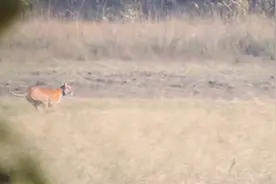 孟加拉虎捕食野猪，没想到野猪力量如此强大，差点顶翻老虎视频封面