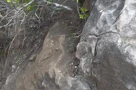 临水鼠李盆景制作#内容启发搜索 #盆景制作 #盆景素材 #种植小技巧视频封面