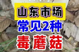 山东市场常见的2种毒蘑菇——小豹斑鹅膏菌、格纹鹅膏菌 #山东采蘑菇视频封面